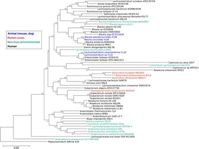 Lachnospiraceae are emerging industrial biocatalysts and biotherapeutics